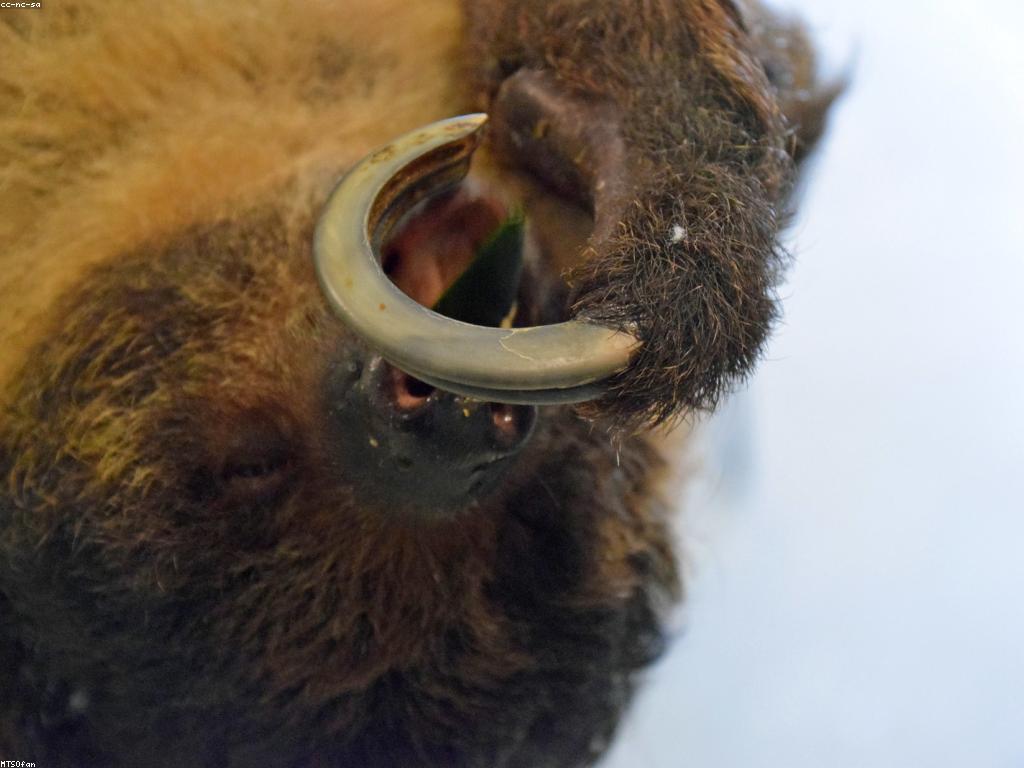 មេរៀនស្លត: ការបង្រៀនពីការស្លតជាពិសេស